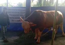 Arjuna, Sapi Kurban Presiden untuk Warga Sumsel Diserahkan ke Masjid Taqwa