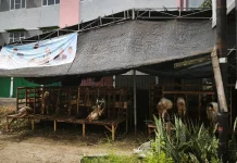 Penjualan Hewan Kurban di Palembang Meningkat Signifikan