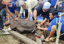 Lapas Sekayu Kurban 12 Hewan Iduladha 1447 Hijriah