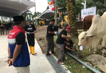 Pertamina EP Zona 4 Bagikan 112 Ekor Sapi dan 74 Ekor Kambing