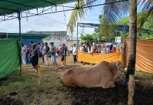 Masjid Nurul Huda Margoyoso Bagikan 636 Kupon Daging Kurban Idul Adha