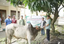 PT. SPOI Salurkan Sapi Kurban di Talang Kelapa