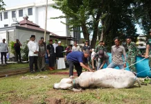 Pangdam Sriwijaya Serahkan Hewan Kurban, Pererat Kebersamaan Iduladha