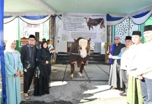 Pemkot Pagar Alam Serahkan Bantuan Sapi Kurban Presiden ke Masyarakat