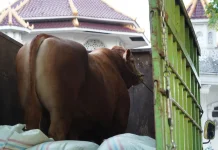 Sapi Kurban Seberat 1,1 Ton Bantuan Presiden Dibagikan ke Masyarakat OKI