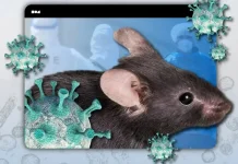 Pencegahan Hantavirus Dimulai dari Kebersihan Rumah Aman