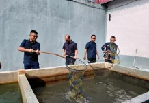 Dukung Program Ketahanan Pangan Nasional, Lapas Sekayu Panen Lele