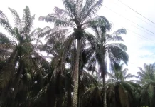 Harga Sawit Mulai Pulih, Petani dan Usaha Perkebunan di Banyuasin Raup Keuntungan