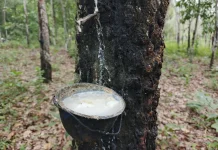 Harga Karet Naik, Petani Sumsel Diminta Jaga Mutu Produksi