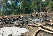 Deforestasi Ancam Lingkungan dan Percepat Perubahan Iklim Global