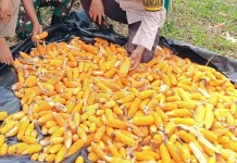 Dukung Ketahanan Pangan, Polsek Tanjung Batu Panen Jagung Bersama Masyarakat