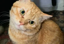 Tips Mengatasi Kucing Belekan