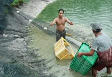 Kelompok Budidaya Ikan Banyuasin Produksi Pakan Mandiri