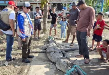 Buaya Muara Sepanjang Empat Meter Resahkan Warga Banyuasin