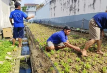 Warga Binaan Lapas Sekayu Rawat Kangkung Dukung Ketahanan Pangan