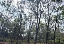 Apkarindo Sumsel Imbau Petani Tidak Panik Hadapi Penurunan Harga Karet Dunia