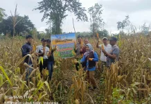 Panen Jagung Bersama, Polsek Tanjung Batu Ogan Ilir Dukung Ketahanan Pangan