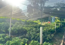 Jaga Ekosistem, PGE Lumut Balai Genjot Rehabilitasi Hutan