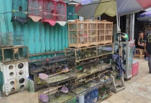 Daya Beli Menurun, Pedagang Burung Pasar 16 Ilir Palembang Tetap Bertahan