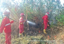 Setelah Dua Hari, Kebakaran Hutan di Muara Enim Berhasil Dipadamkan