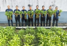 Lapas Sekayu Panen Kangkung, Wujudkan Ketahanan Pangan dan Kemandirian