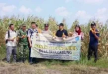 Bersama Polri, Kelompok Tani Mekar Jaya Ogan Olir Panen Raya Jagung