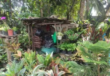 Berawal dari Hobi Menghias Tanaman, Rohima Kini Mampu Menghidupi Keluarga