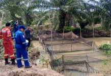 Medco E&P Kembangkan Budidaya Lele untuk Perkuat Ekonomi Warga Muba