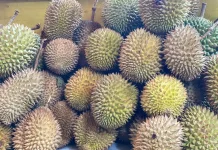Waspada, Ini Dampaknya Bagi Tubuh bila Mengonsumsi Durian Berlebih