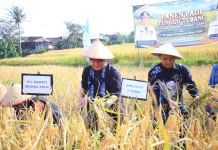 Gubernur Sumsel, Herman Deru Dorong Produktivitas Padi Khas Semende Meningkat