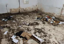 Cara Mengatasi Rayap pada Kayu agar Rumah Tetap Aman