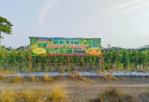 Wisata Petik Melon Muara Sugihan Tawarkan Edukasi dan Agrowisata