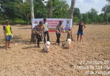 Bersama Polsek Pemulutan, Kelompok Tani Desa Tanam 35 Kilogram Bibit Jagung Pipil