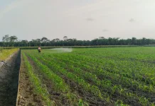 Petani Banyuasin Manfaatkan Musim Kemarau untuk Tanam Jagung