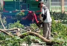 Lindungi Warga SMAN 2 Sekayu, Pemkab Muba Memangkas Pohon Rawan