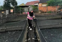 Intip Rahasia Caha Ciya Group Kelola 100 Kolam Lele Modern