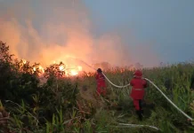 Manggala Agni Padamkan Karhutla Pemulutan, Api Tak Jangkau Permukiman Warga