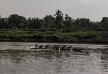 Bidar Kembali Berpacu di Sungai Lematang setelah Delapan Tahun Vakum