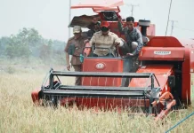 Panen IP 200 Capai 5,6 Ton, Banyuasin Perkuat Ketahanan Pangan