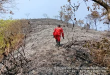 Tim Gabungan Berhasil Padamkan Karhutla Bukit Senubut Lahat
