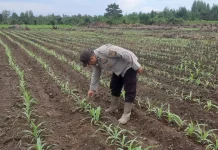 Dukung Ketahanan Pangan, Polsek Muara Kuang Monitoring Pekarangan Bergizi