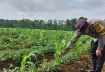 Bhabinkamtibmas Pagar Alam Pantau Jagung Dukung Ketahanan Pangan