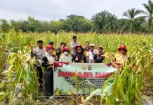 Polisi dan Petani Panen Jagung di Desa Bulang Muara Enim