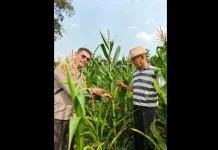 Polsek Pemulutan Monitor Jagung Pipil guna Mendukung Ketahanan Pangan