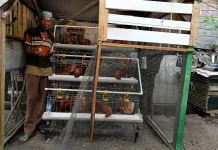 Program Ayam Petelur PTBA, Dorong Produktifitas Amat di Usia Senja