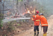 Karhutla Lima Hektare di Sekayu Padam, BPBD Muba Imbau Warga Waspada