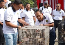 HUT ke - 81 TNI, Kodam II/Sriwijaya Gelar Lomba Kicau Mania Piala Pangdam