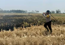 Polisi-BPBD Padamkan Kebakaran Lahan di Pemulutan, Sumber Api Masih Misteri
