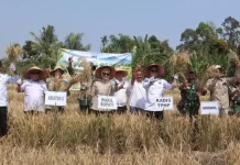 Petani Pagar Ruyung Panen Raya, Wabup Lahat Dorong Produktivitas