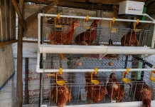 Program Ayam Petelur PTBA, Dorong Kemandirian Ekonomi Warga Sirah Pulau
